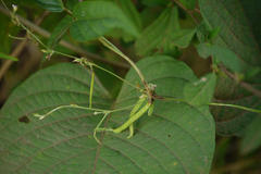 Teramnus mollis
